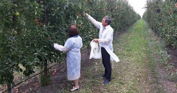 Инспекторы собрали образцы свежих яблок из сада площадью 50 га, расположенного недалеко от города Единцы. Фото: stiri.md.