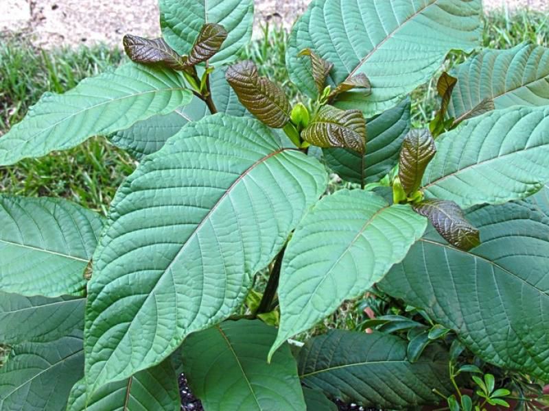 Alertă în SUA: Planta-drog ucide oamenii