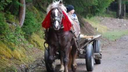 Poliția investighează cazul pentru a stabili identitatea conducătorului hipomobilului.