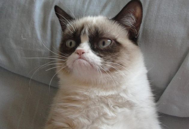 Grumpy Cat, pisica devenită celebră pe internet datorită expresiei sale morocănoase permanente, va juca rolul principal într-un film produs la Hollywood.