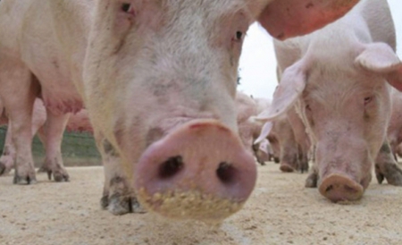Acesta este o modificare a virusului gripei porcine, H5N1, având efecte mortale.