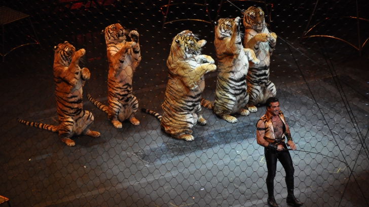 Guvernul de la Londra propune interzicerea folosirii animalelor sălbatice în spectacolele de circ.