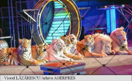 Irlanda interzice folosirea animalelor sălbatice în spectacole de circ