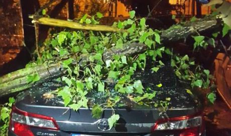 Cele mai multe dintre cazuri, a menţionat Galina Leahu, au fost înregistrate în gospodării particulare, muncitorii de la Spaţii Verzi fiind deja în teritoriu pentru a lichida consecinţele.