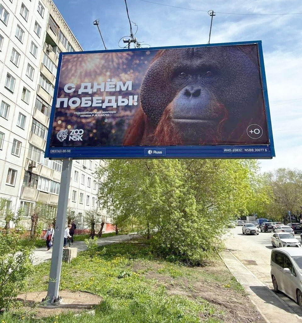В России начали проверку из-за баннера с орангутаном ко Дню победы.