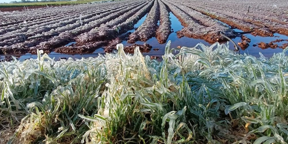 Fermierii cer instituirea stării de urgență în agricultură.