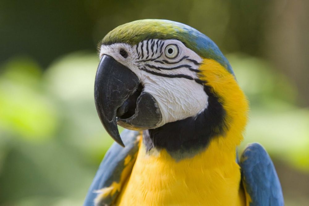 Papagalul, animalul lor de companie, a început să repete obsesiv câteva replici siropoase pe care ea nu le-a mai auzit de mult de la soțul său.