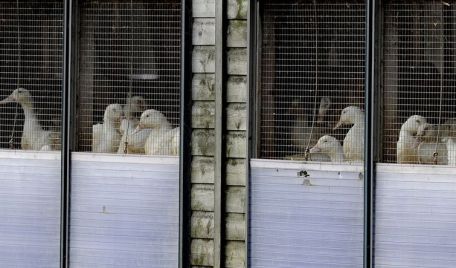 Europa se confruntă cu o nouă ameninţare. Mii de păsări din Olanda şi Marea Britanie au fost sacrificate, după ce în aceste ţări au fost descoperite cazuri de infectare cu virusul gripei aviare.