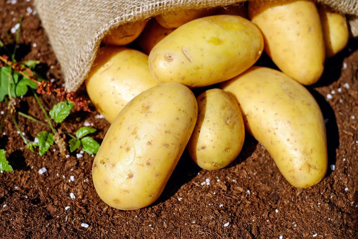 Cât costă un kilogram de cartofi la piață și în supermarket