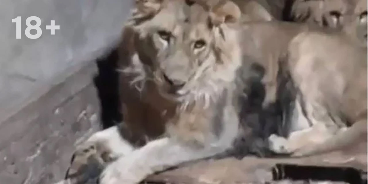Îngrijitorul unei grădini zoologice private din Uzbekistan, mâncat de viu de lei.