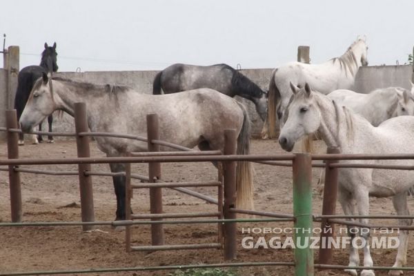 Из положенных 500 тысяч леев правительство Молдовы выделило всего 100 тысяч.