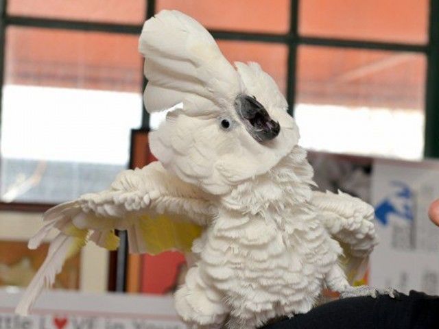  Ученые доказали, что попугаи танцуют не хуже людей.