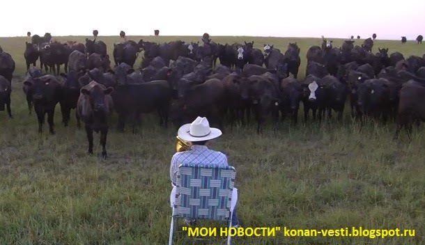 Остановившись в нескольких метрах от своего хозяина, коровы окружают его, а затем начинают мычать в такт мелодии.