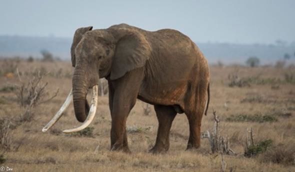 Unul dintre cei mai bătrâni şi mai mari elefanţi din Africa a fost ucis de braconieri. Foto: Africa Geographic