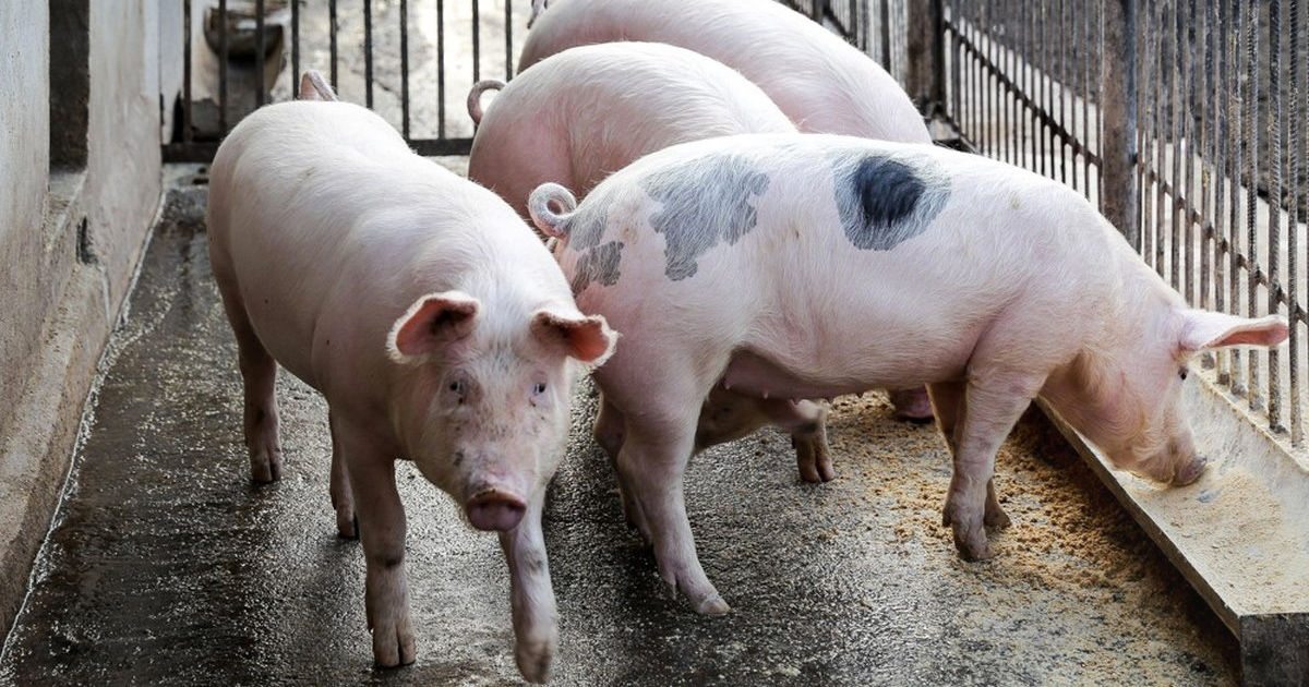 Autoritățile intensifică măsurile pentru prevenirea răspândirii pestei porcine africane.