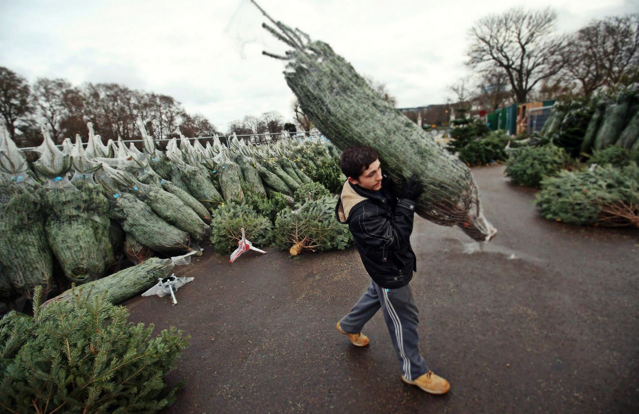 Vânzarea Pomilor de Crăciun s-a activizat după 20 decembrie.
