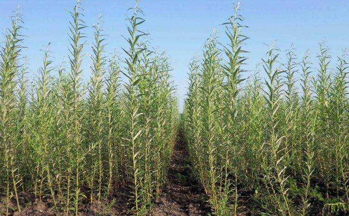 26 de hectare de salcie energetică vor fi plantate în Republica Moldova
