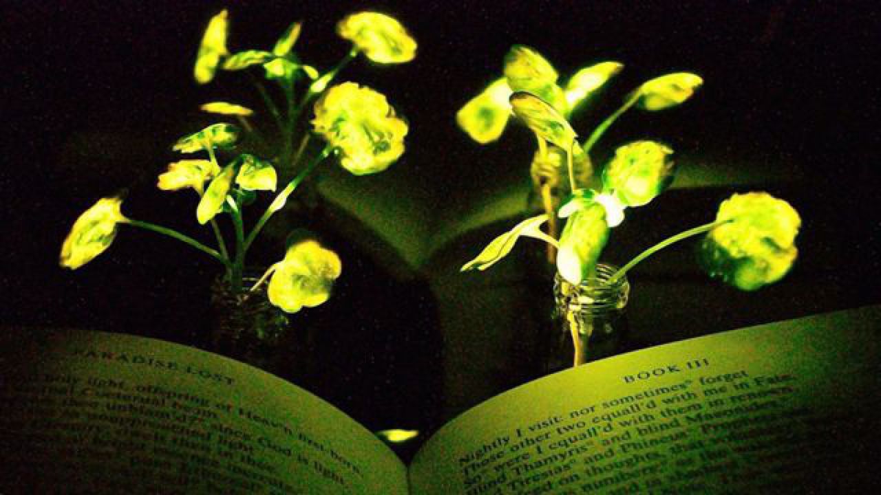 Plantele ar putea înlocui becurile în viitor. Primele experimente