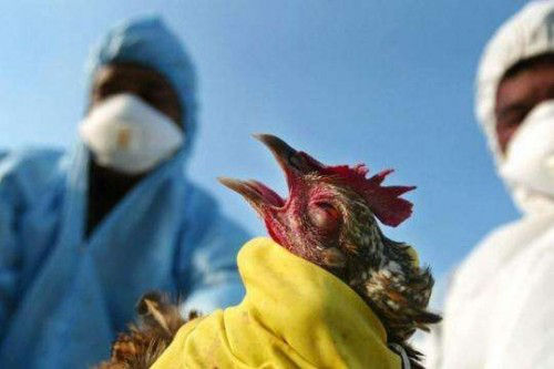 Ученые в Китае изучили эволюцию возбудителя птичьего гриппа H5N1.
