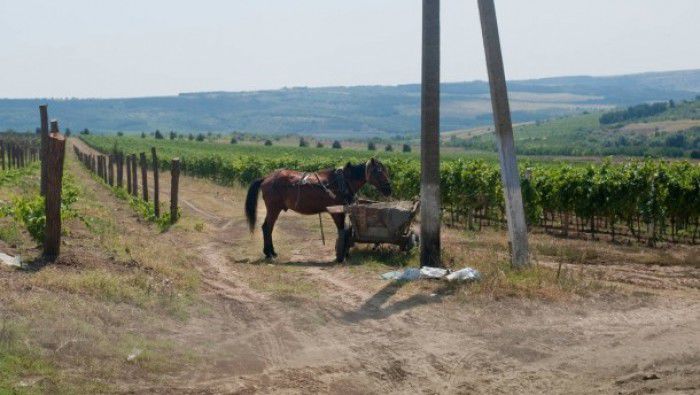 Jurnaliștii de la publicația germană Franfurter Allgemeine au realizat un material amplu despre vinurile din Moldova. Foto: CAROLA FRITZSCHE