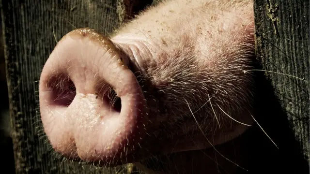 Efectivul de porcine a scăzut cu 33% în Moldova.