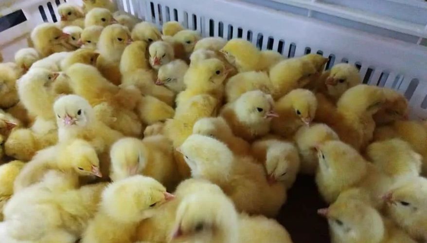 Молдавский малый и средний бизнес не справляются с коронакризисом.