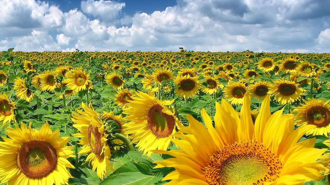 Floarea-soarelui matură are întotdeauna corola îndreptată spre est. Foto: agrototal.ro