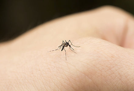 Un nou virus care vine din Africa ar putea afecta întreaga lume. Foto: divahair.ro