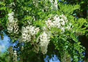 Florile de salcâm conțin numeroase substanțe active: taninuri, glucide, ulei volatil, mucilag, acid organic clorogenic, acid organic cafeic.