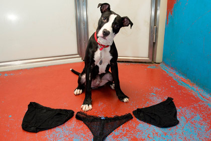 Барни в приюте Battersea Dogs Home Фото: официальная страница в Facebook