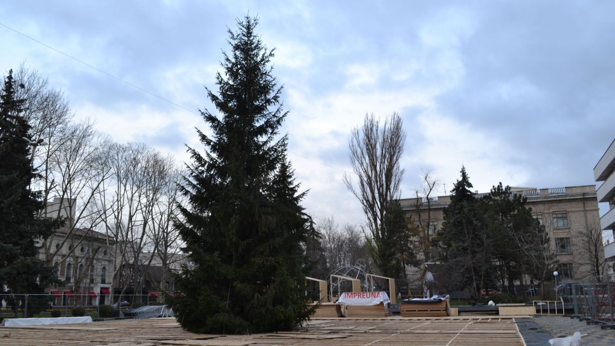 Pomul de Crăciun de lângă Palatul Național, dăruit de România