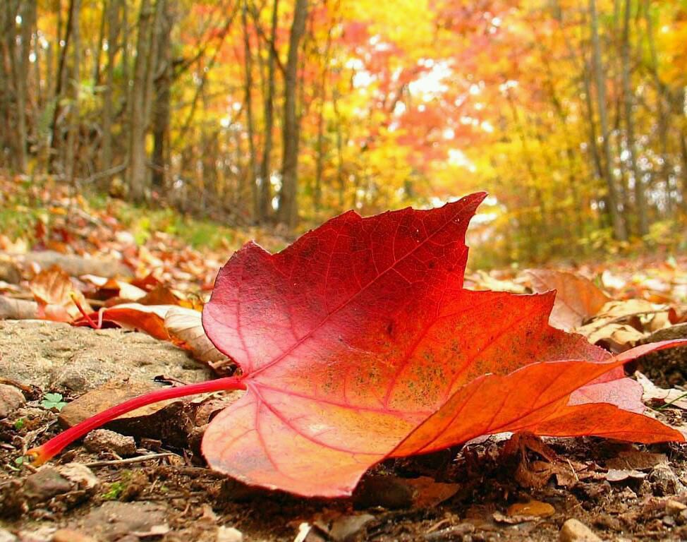 Meteo: Cât de frig va fi în ultimul weekend de toamnă