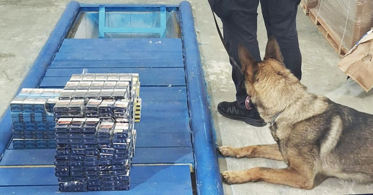 Служебная собака помогла выявить контрабанду сигарет на границе.
