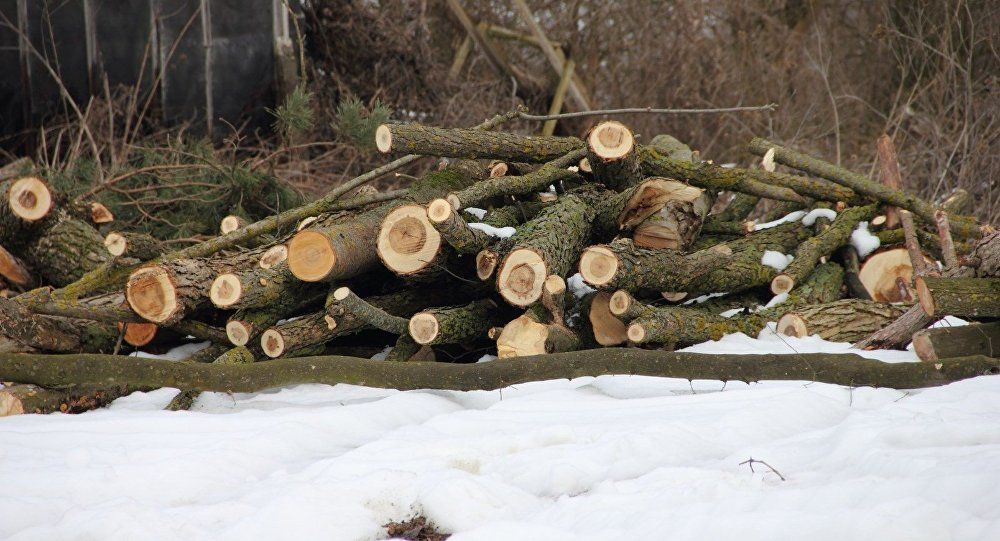 Copacii din sânul pădurilor sunt înlocuiți cu vile de lux. Foto: Sputnik/ Евгений Панасенко