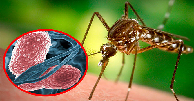 Un caz de infecție cu virusul West Nile, înregistrat în Moldova.