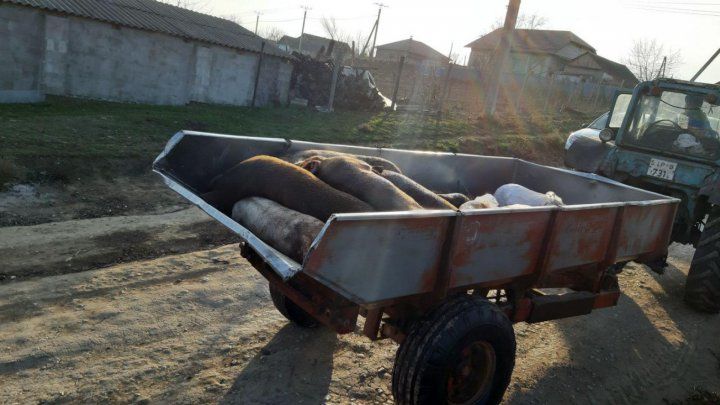 В селе Глодянского района ввели карантин из-за африканской чумы свиней.