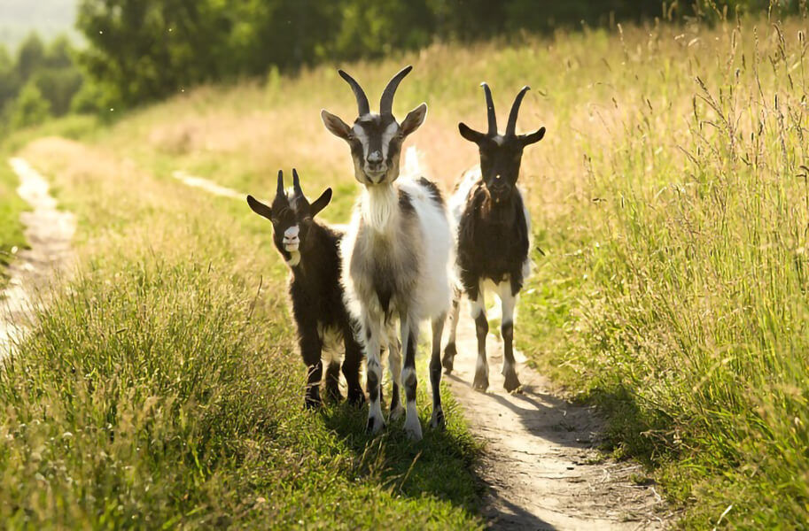 În sudul Europei, ciuma se răspândește printre animalele de fermă.
