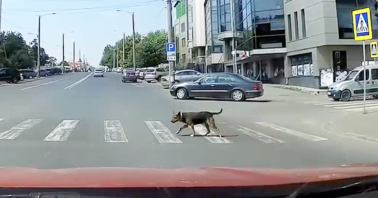 В Кишиневе сняли собаку, переходящую дорогу по зебре.