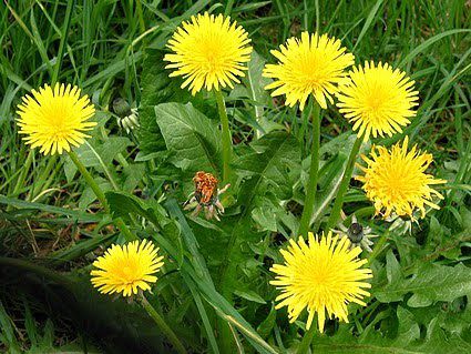 Mâine ne vom bucura în continuare de vreme frumoasă și tot mai caldă. Foto: agriculturasibiodiversitateinvaleanirajului.wordpress.com