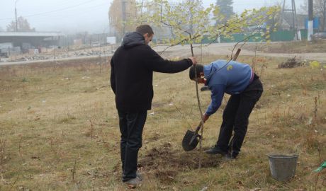 25 de mii de arbori vor fi sădiți în ultima sâmbătă a lui octombrie. 