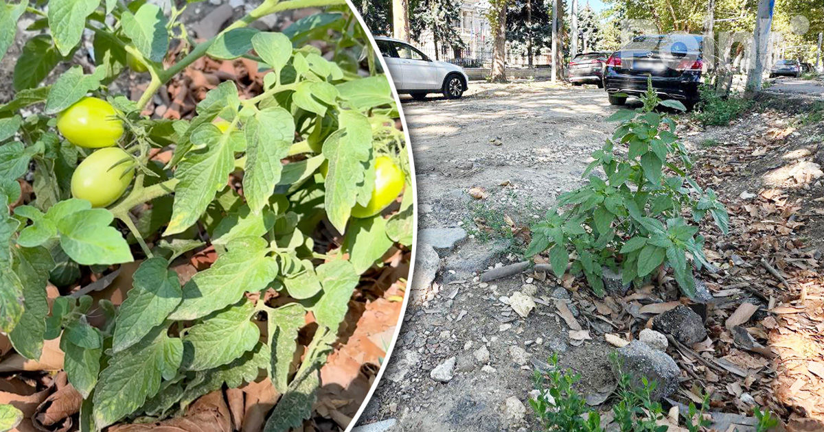 Pe strada 31 August în Capitală au început să crească roșii și mentă.
