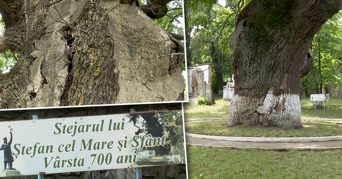 Самое старое дерево в Молдове может переломиться. Коллаж: Point.md