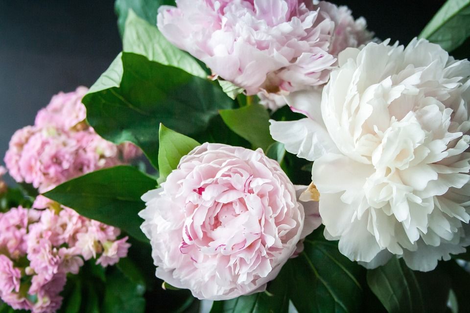 Florile de bujor dintr-o vază sau chiar un tablou înfăţişând bujori în dormitor crează un efect benefic în plan erotic. 