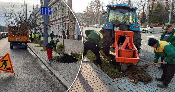 Продолжается посадка деревьев на главных улицах Кишинева. Коллаж: Point.md.