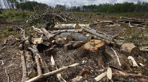 Американцы сняли фильм о незаконной вырубке леса в Румынии.