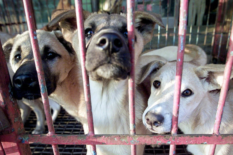 Două dosare penale, demarate în Republica Moldova pentru cruzime față de animale.