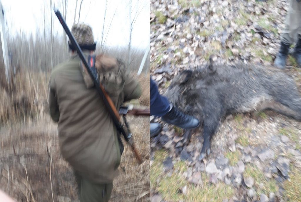 В Калараше выявлен случай незаконной охоты на кабана: браконьер задержан.