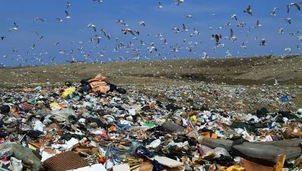 За два месяца работ 1,6 тысячи свалок общей площадью в 181 гектар были устранены.