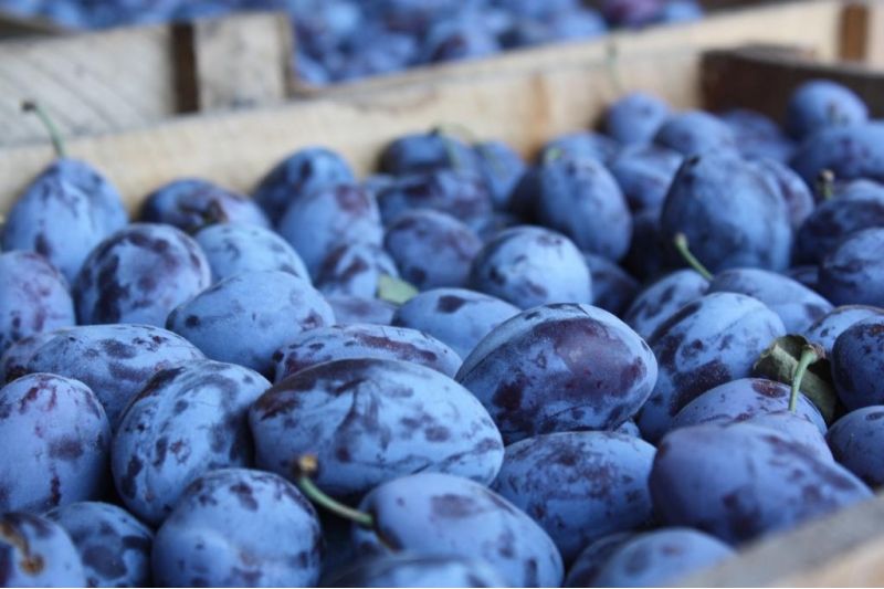 Заражённая партия подкарантинной продукции возвращена в адрес грузоотправителя. 
