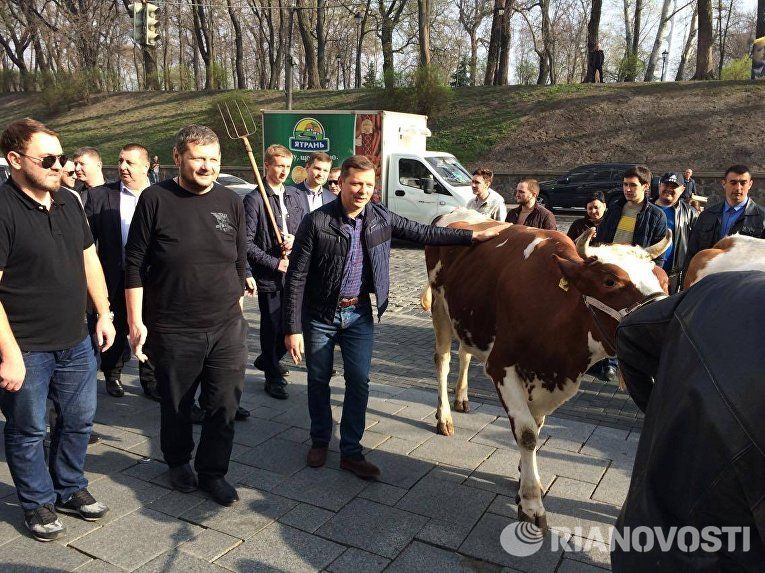 Коровы во время акции испугались и попытались вырваться.